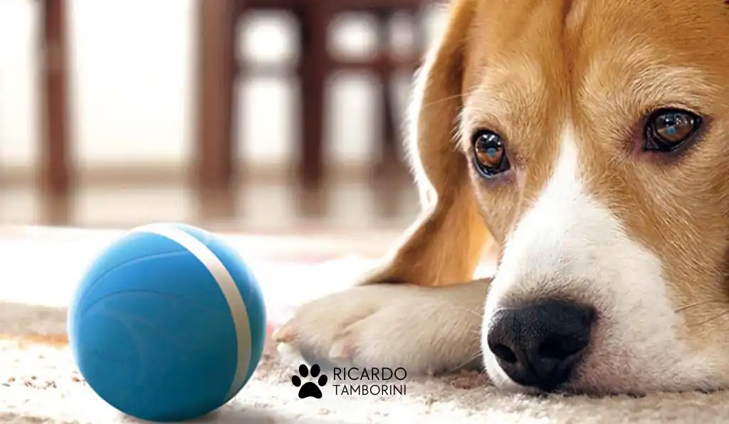 ensinar o seu cão a buscar a bolinha