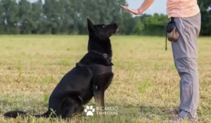como ensinar o comando fica ao seu cachorro