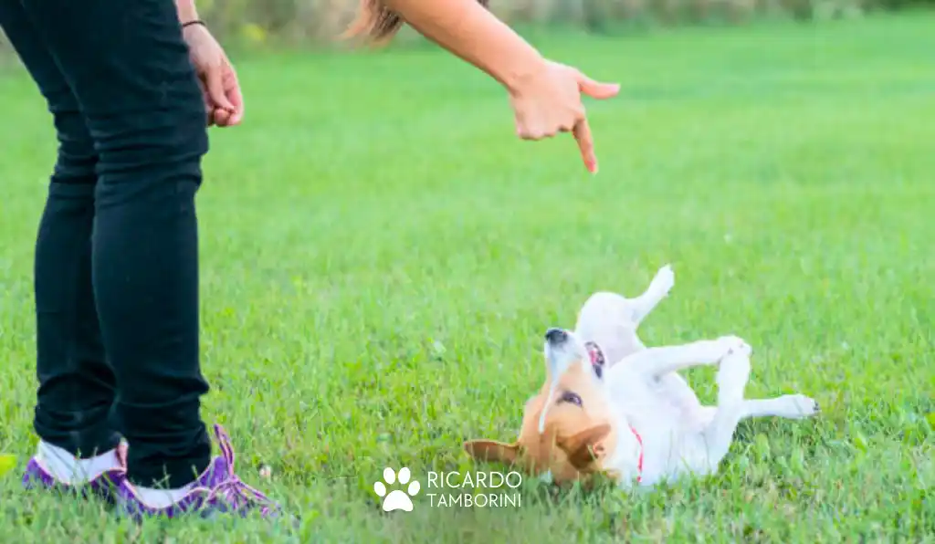 comando morto cachorro