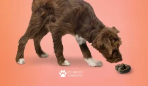 cachorro come fezes
