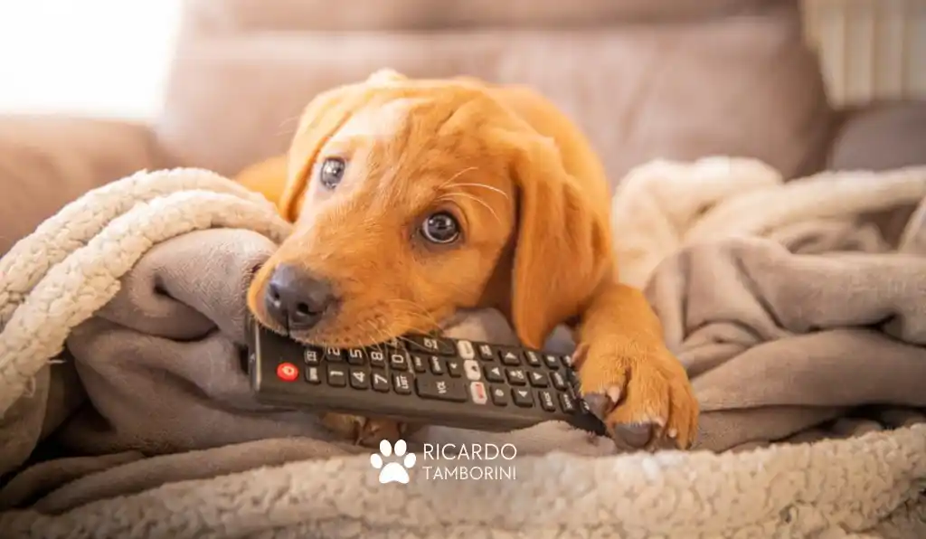 o que o seu filhote não deve mastigar