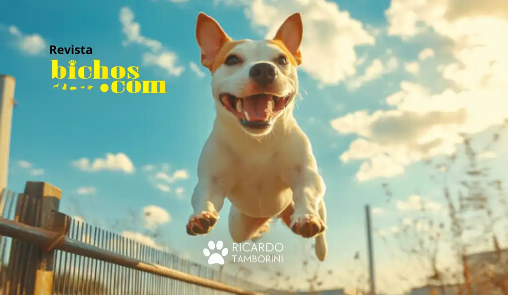 como ensinar o cachorro a não pular nas pessoas