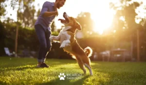 Faça o seu cão parar de pular