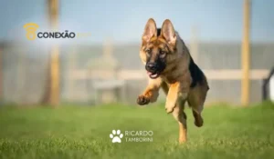 como ter um cachorro mais obediente