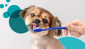 Ensinar o cachorro a escovar os dentes