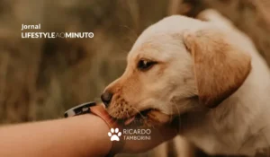 por que os cães lambem os donos