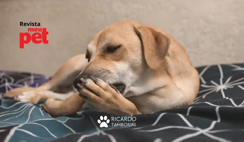 lambedura excessiva em cães