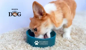 obesidade canina