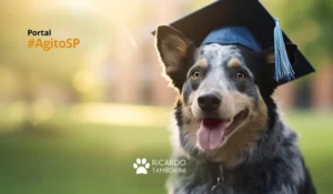 educação dos cães