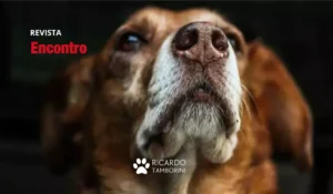 cachorro ciumento
