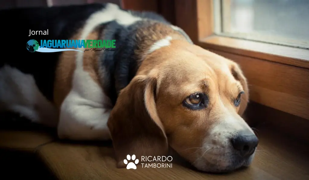 Cães sabem quando o dono está chegando