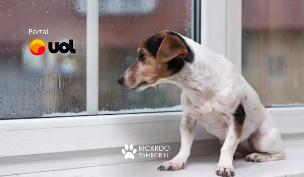 Cães sabem quando o dono está chegando em casa