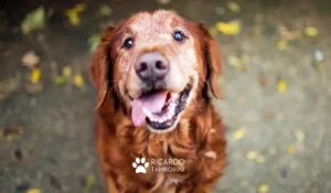 é possível educar um cão velhinho