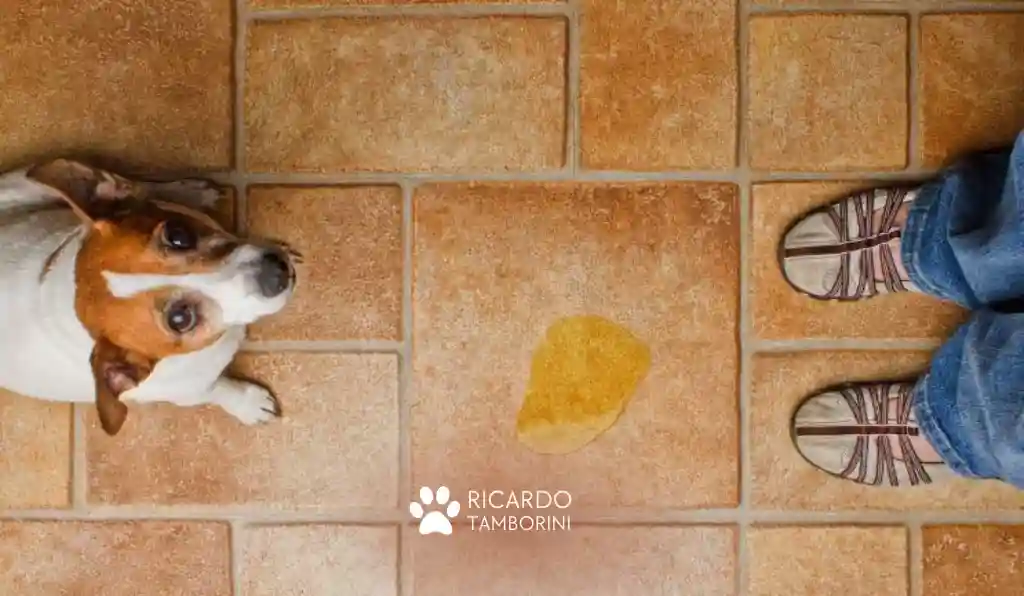 Ensinar cachorro a fazer xixi no lugar certo