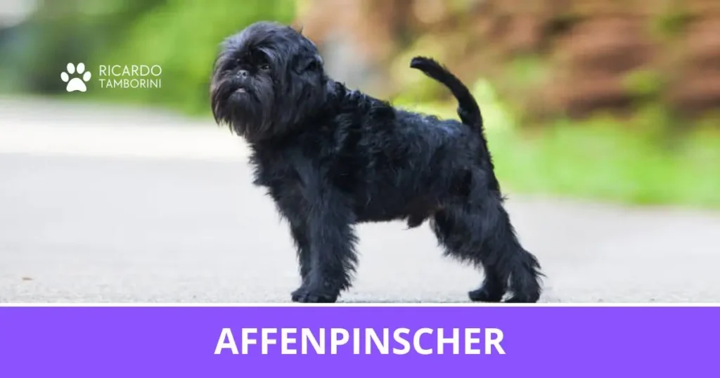 Cão Affenpinscher preto em pé ao ar livre, no Guia de Raças de Ricardo Tamborini