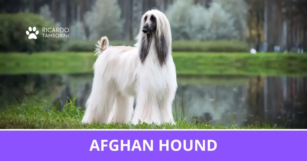 Cão Afghan Hound de pelagem longa e clara em ambiente externo | Ricardo Tamborini