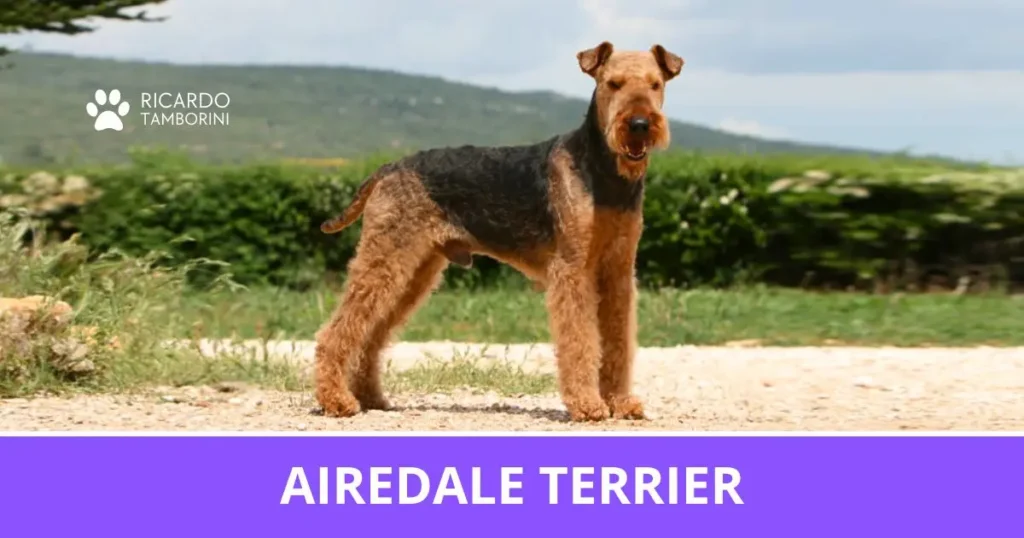 Cão da raça Airedale Terrier, conhecido como Rei dos Terriers, no Guia de Raças de Ricardo Tamborini