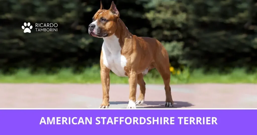 Cão American Staffordshire Terrier de pelagem castanha e peito branco, em pé ao ar livre | Ricardo Tamborini