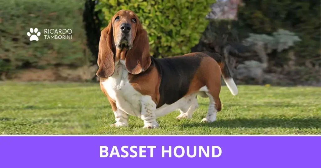 Cão Basset Hound tricolor, com orelhas longas e pernas curtas, em pé sobre gramado | Ricardo Tamborini