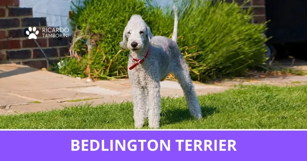 Cão Bedlington Terrier de pelagem cinza-clara e encaracolada, em pé sobre gramado | Ricardo Tamborini