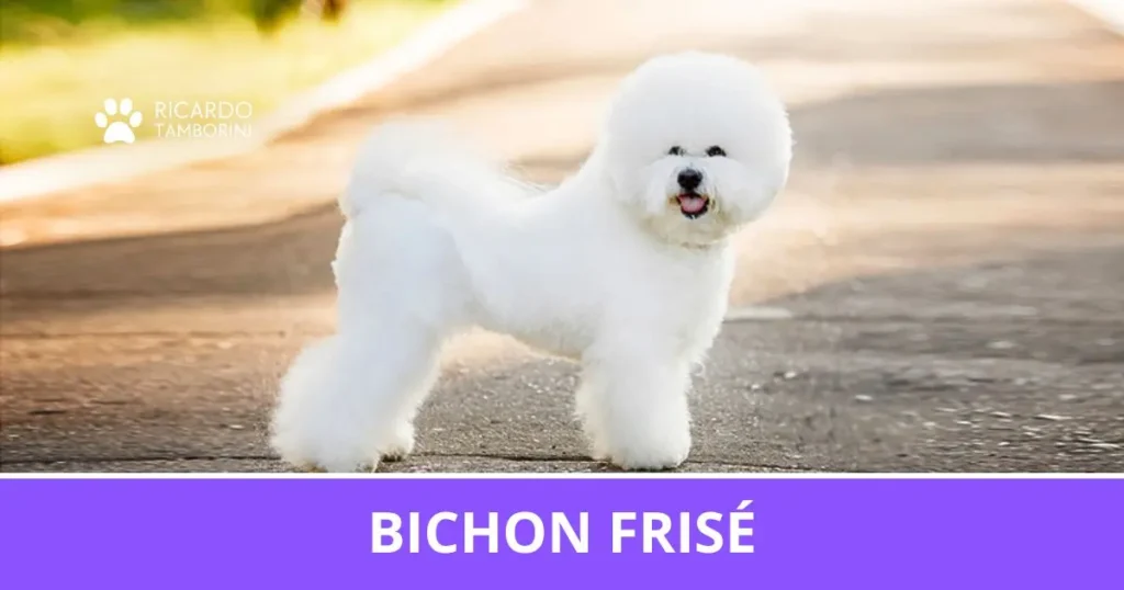 Bichon Frisé de pelagem branca e encaracolada, no Guia de Raças de Ricardo Tamborini.