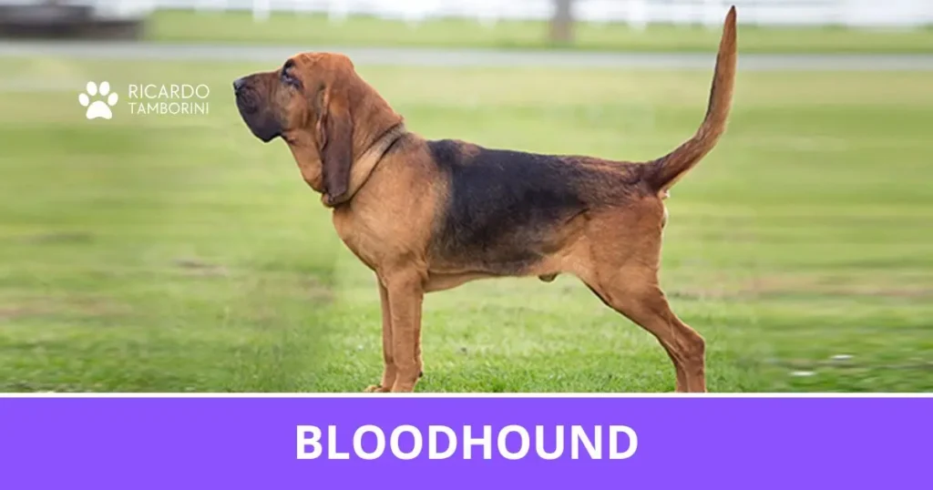 Bloodhound marrom e preto, de perfil em um campo gramado, no Guia de Raças de Ricardo Tamborini.