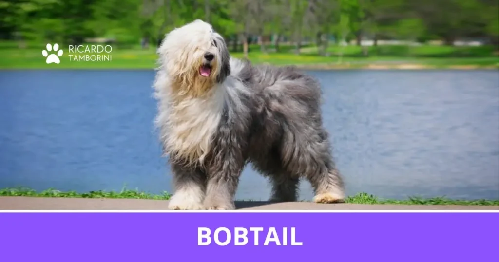 Cão Bobtail de pelagem longa cinza e branca, em pé próximo a um lago, no Guia de Raças de Ricardo Tamborini.