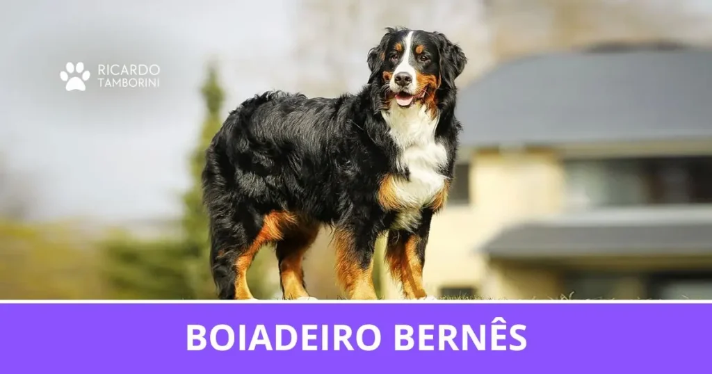 Boiadeiro Bernês de pelagem tricolor no Guia de Raças de Ricardo Tamborini.