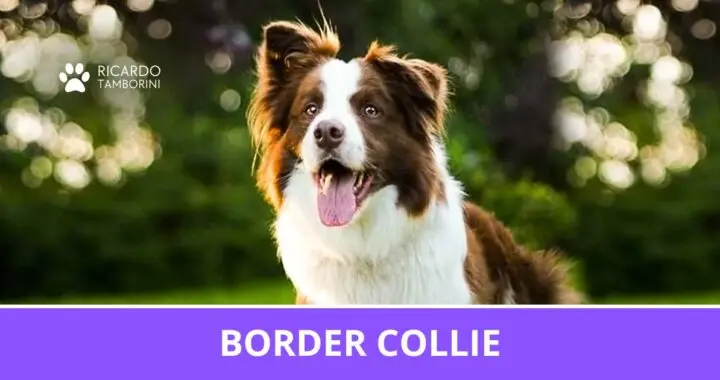 Cão da raça Border Collie no Guia de Raças de Ricardo Tamborini