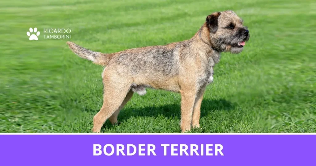 Border Terrier de pelagem áspera em um gramado no Guia de Raças de Ricardo Tamborini