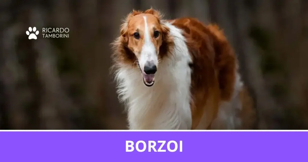 Borzoi de pelagem longa e sedosa no Guia de Raças de Ricardo Tamborini