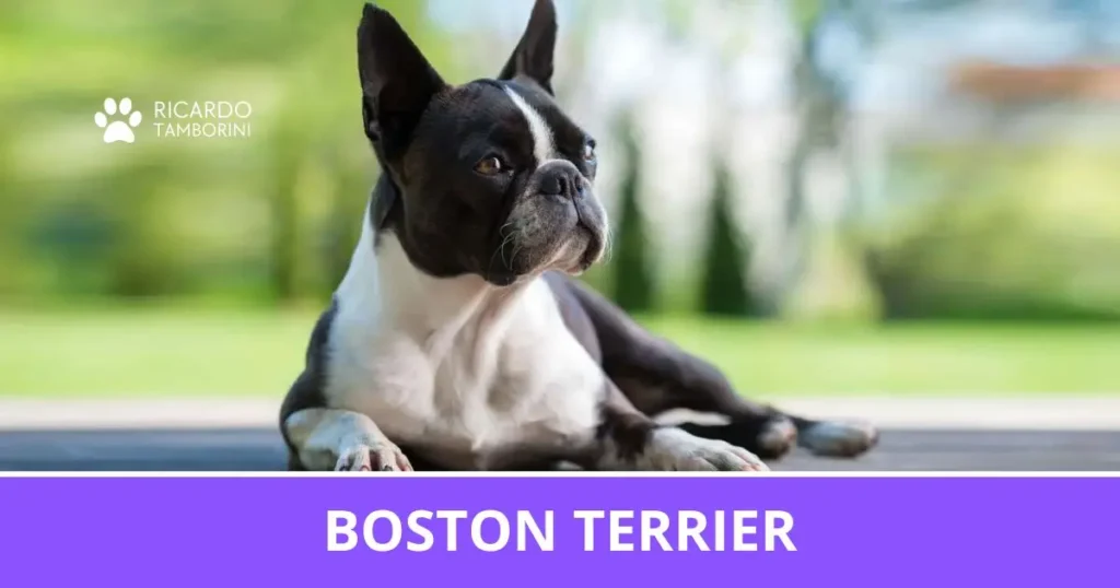 Boston Terrier preto e branco, deitado em ambiente externo, no Guia de Raças de Ricardo Tamborini.