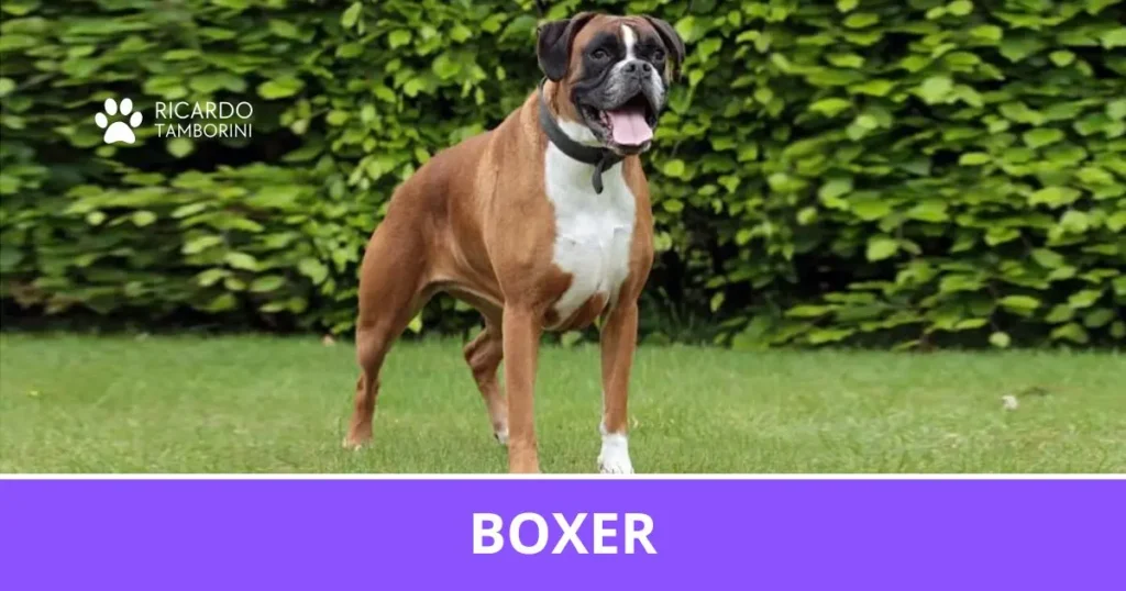 Cão Boxer de pelagem fulva e peito branco no Guia de Raças de Ricardo Tamborini