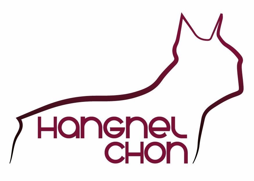 Recomendamos o Canil Hangnel Chon como referência nacional na criação de Boston Terriers. Criador responsável, especializado na raça, com foco em saúde, temperamento e padrão.