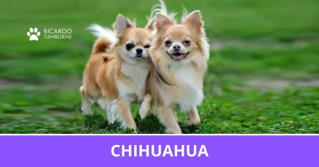 Dois cães Chihuahua de pelo longo em um gramado, no Guia de Raças de Ricardo Tamborini.