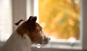 como entender o comportamento do cachorro