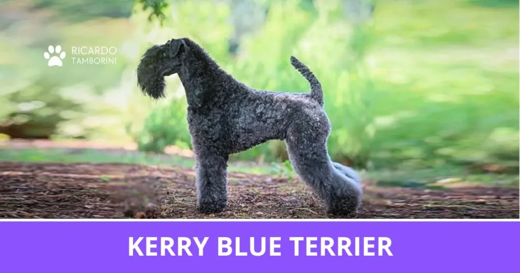 Cão da raça Kerry Blue Terrier de perfil em ambiente externo | Ricardo Tamborini