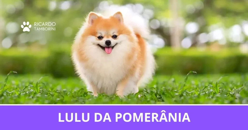 Lulu da Pomerânia de pelagem laranja e creme em um gramado, no Guia de Raças de Ricardo Tamborini.