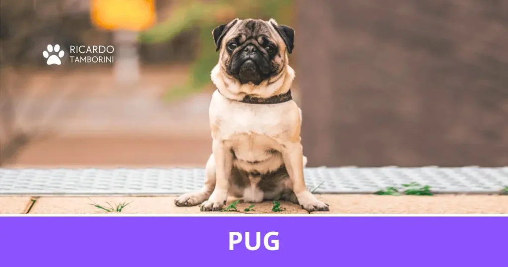 Pug de pelagem fulva e máscara escura sentado ao ar livre, no Guia de Raças de Ricardo Tamborini.