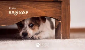 Cães X fogos de artifício