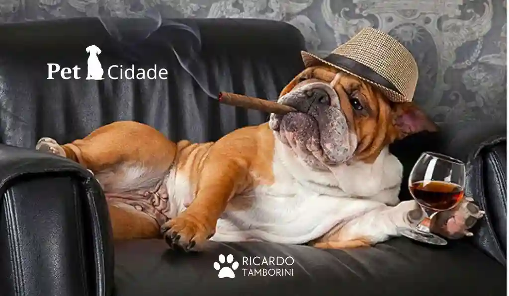 evitar que o cão assuma o comando