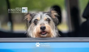 Cães com a cabeça na janela do carro