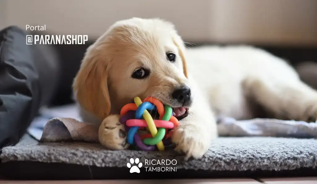 comportamento do cachorro