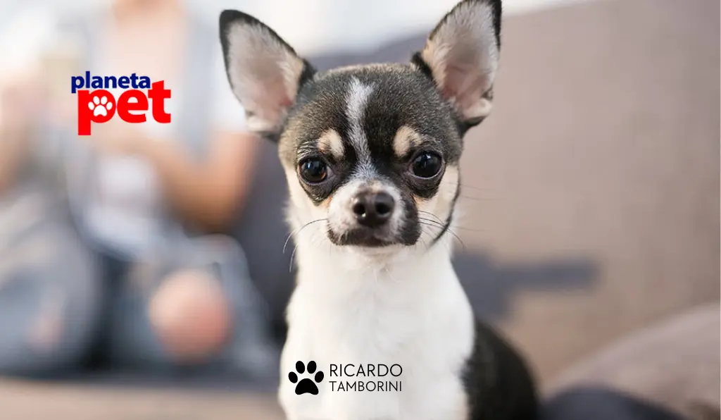 atitudes que os cães odeiam