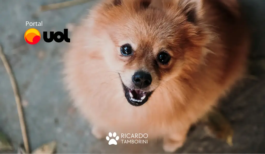 reconhecer as reações e sentimentos do seu cachorro