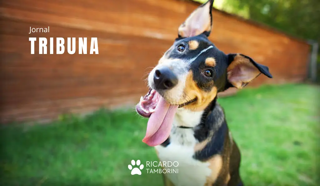 curiosidades sobre o comportamento do cachorro