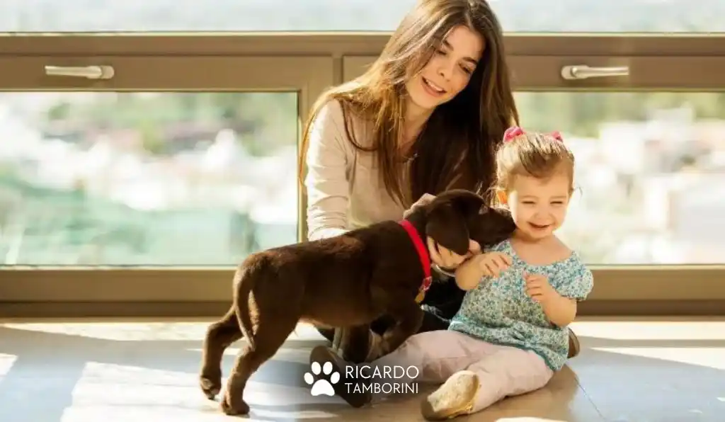 diferença entre adestramento e trabalho comportamental, dicas para escolher o cão ideal