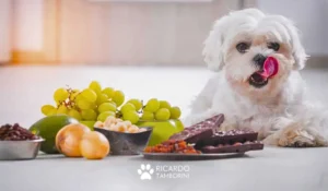 Alimentos proibidos para seu cachorro
