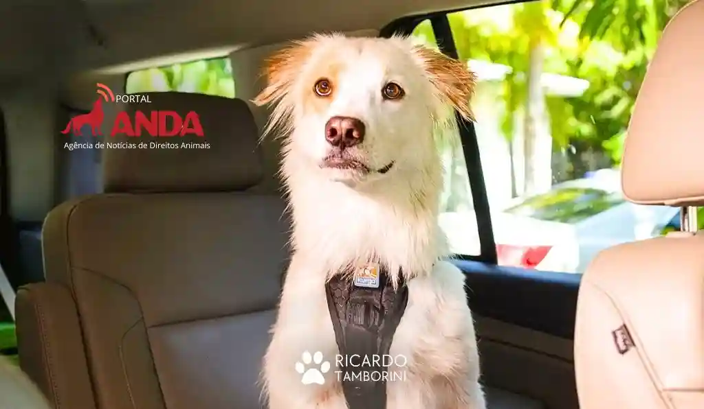 cuidados importantes para transportar animais no carro