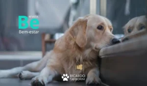 Ansiedade canina quais os sintomas e cuidados